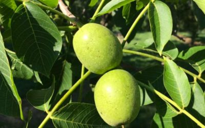Recette de la confiture de noix vertes