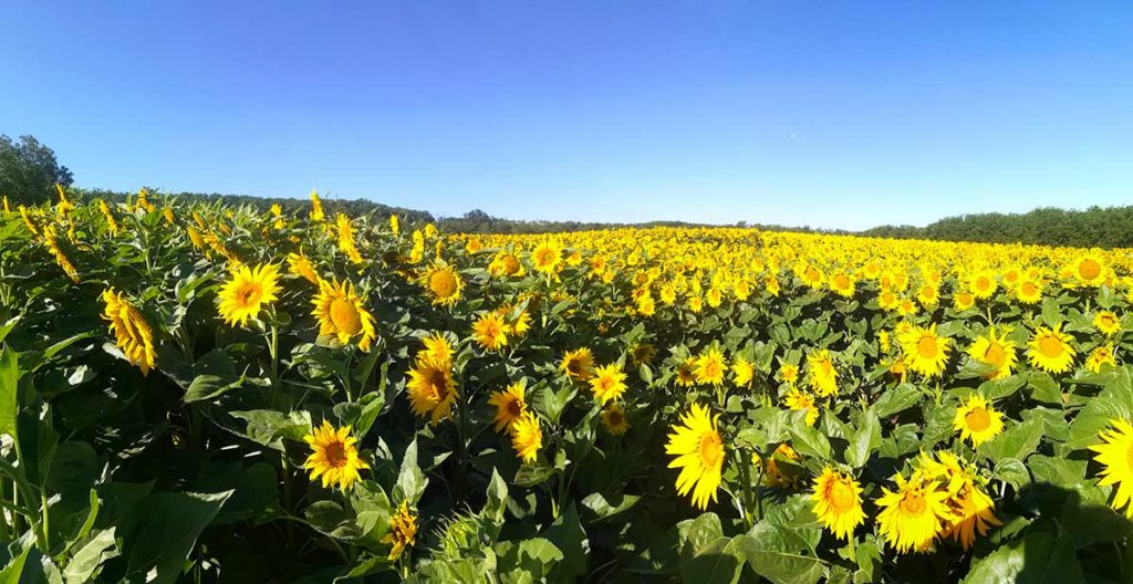 Champs de tournesol pour huile de tournesol