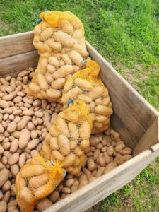 Vente de pommes de terre mise en filets