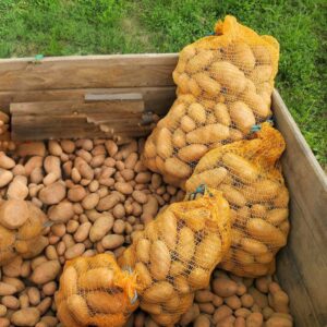 Vente directe de pommes de terre Rosabelle en filet