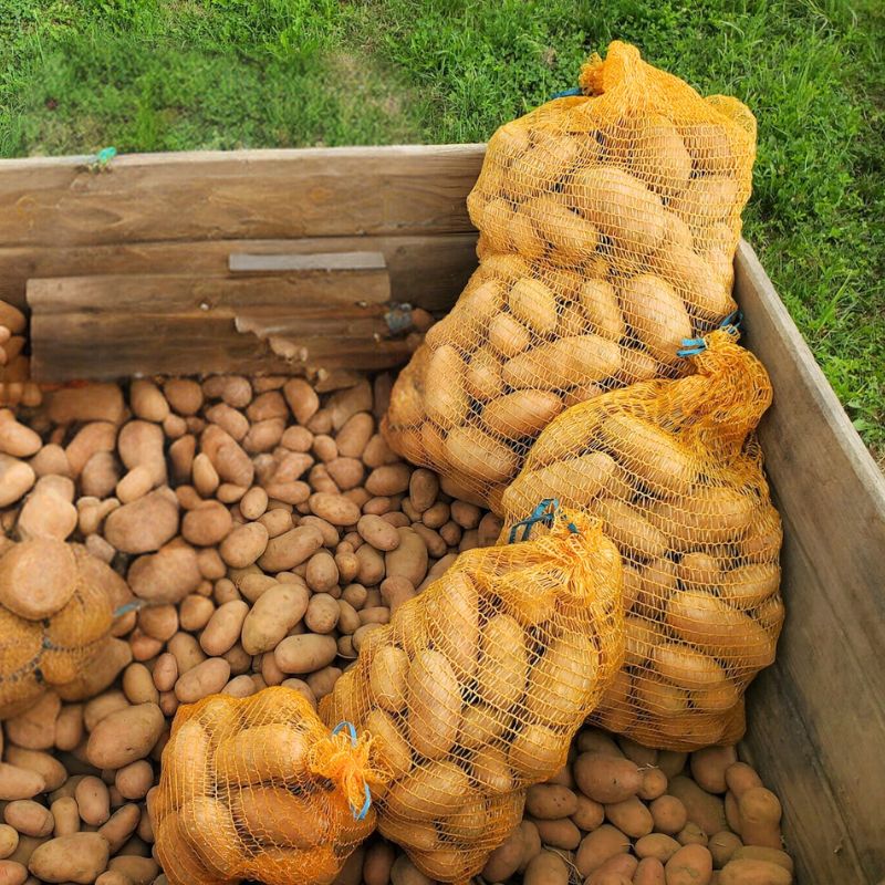 Vente directe de pommes de terre Rosabelle en filet