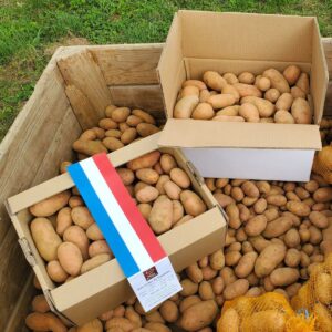 Carton de pommes de terre Rosabelle de la Drôme