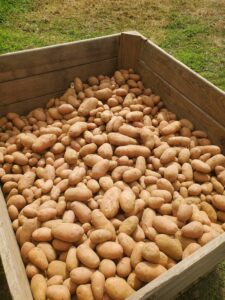 Producteur de pommes de terre Rosabelle dans la Drôme