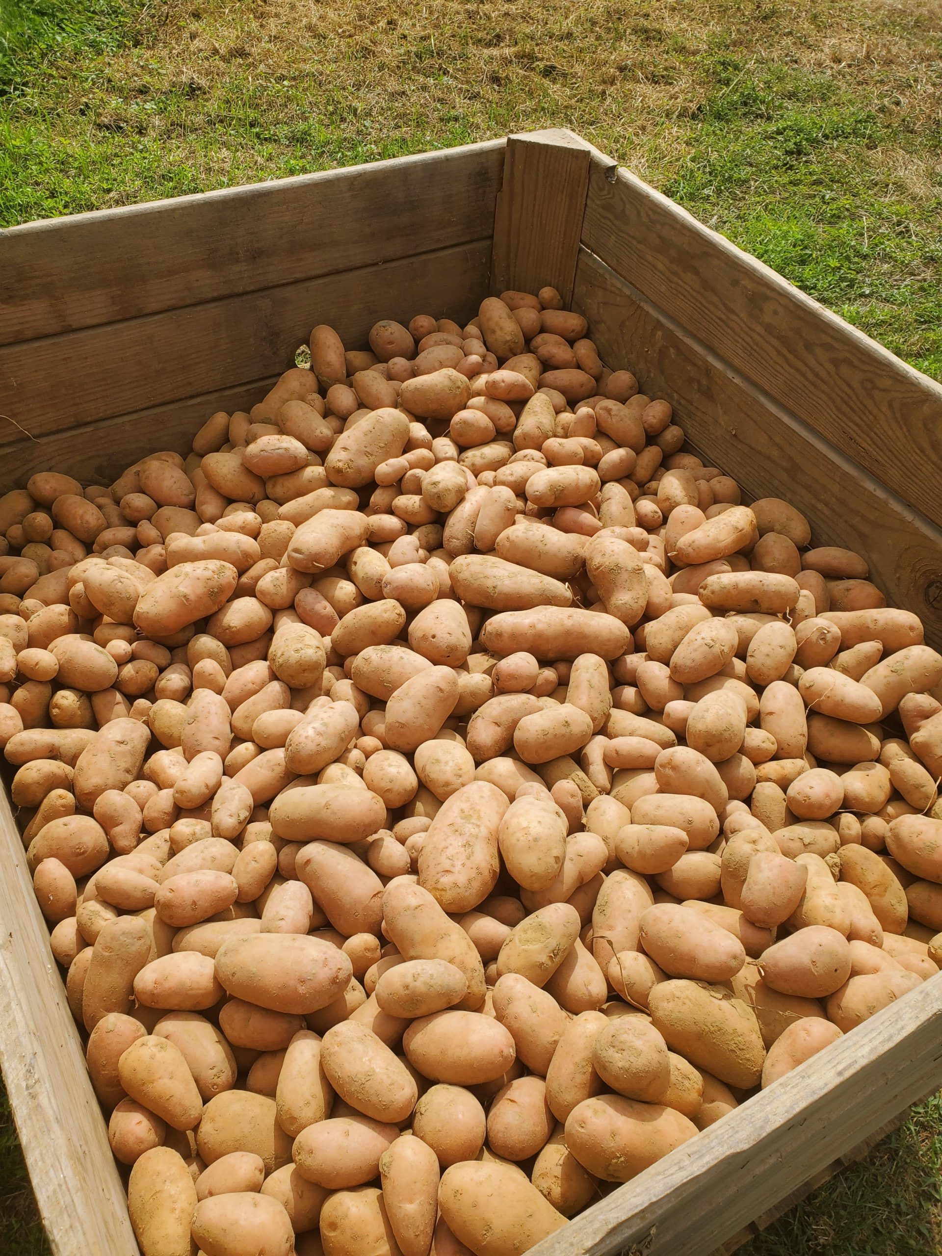 Producteur de pommes de terre Rosabelle dans la Drôme