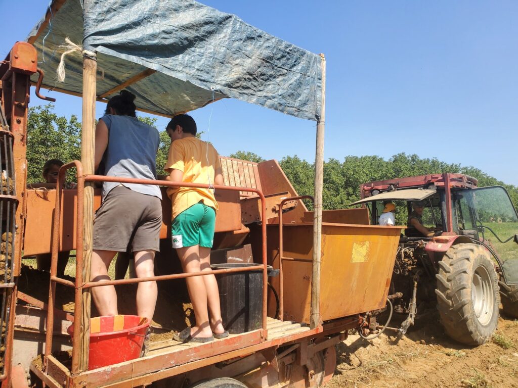 La récolte 2024 de pommes de terre à Beauregard-Baret