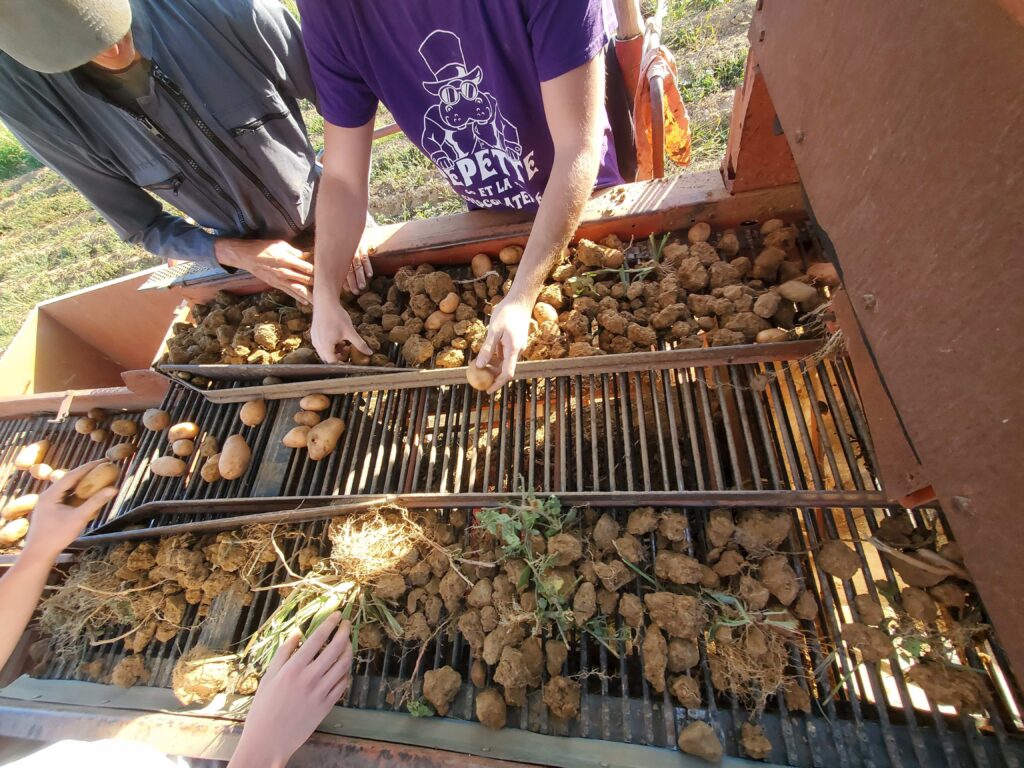 Les pommes de terre récoltant direct producteur dans la Drôme !