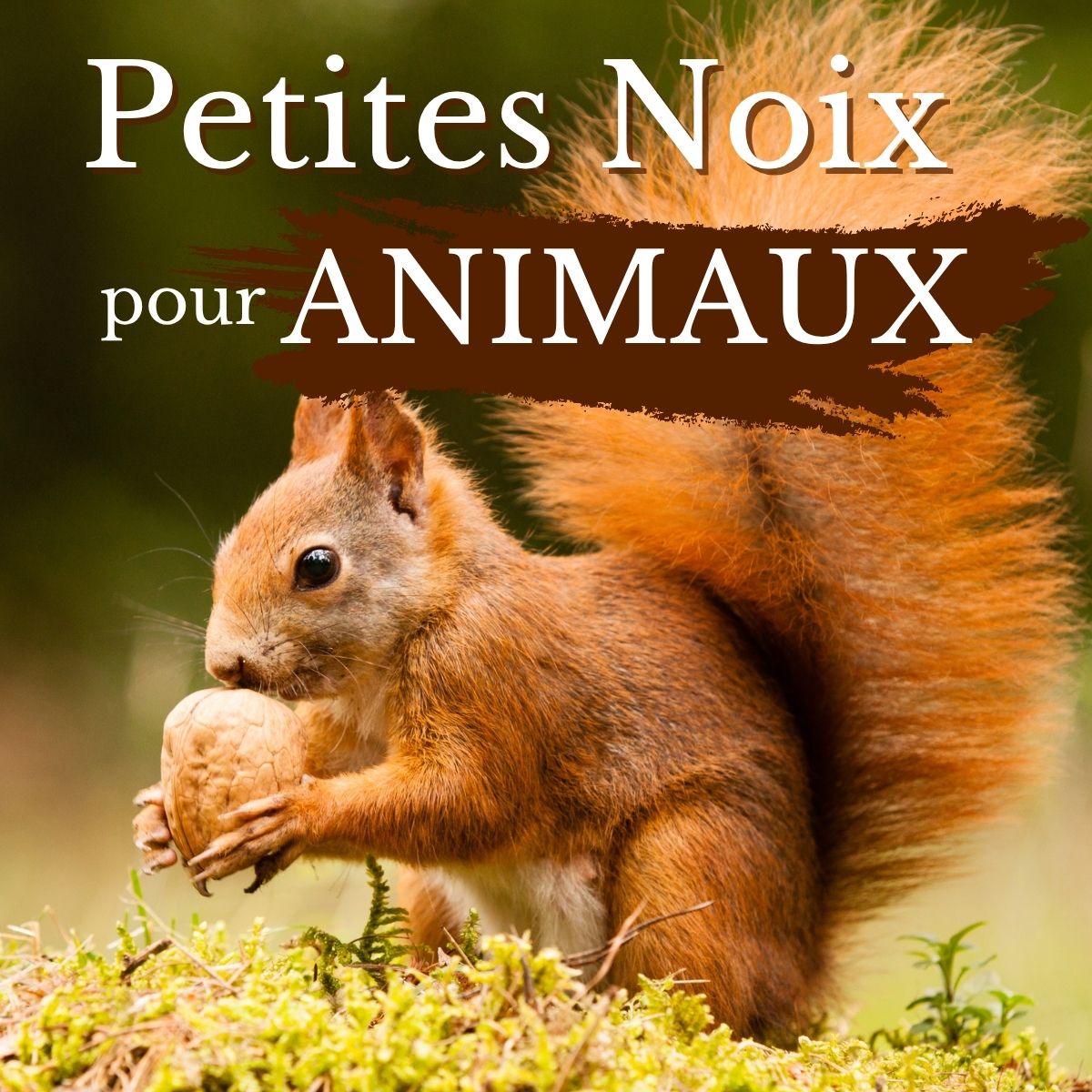 Petite noix pour nourrir les animaux : écureuils, lapin, hamster...