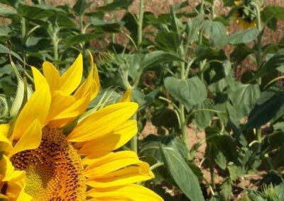 Champs de tournesol dans la Drôme