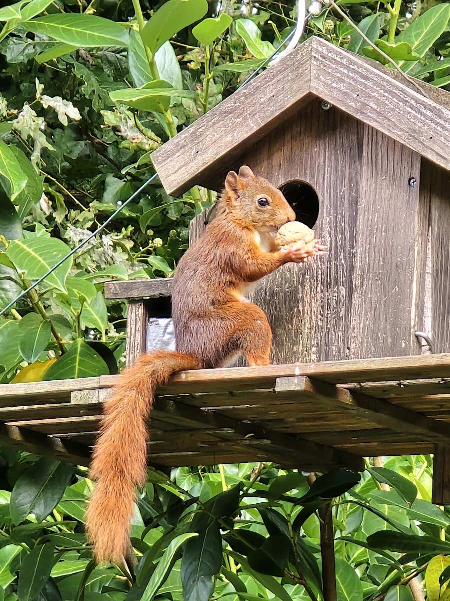 Un écureuil heureux mange une noix