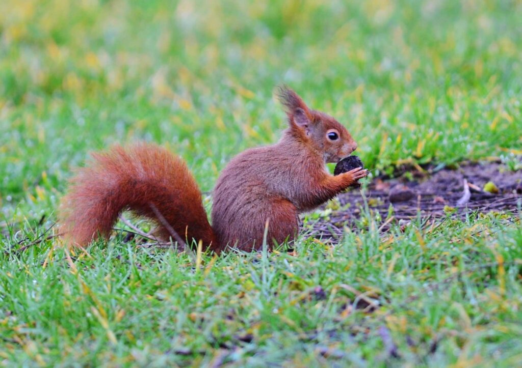 Un écureuil mange une noix dans l'herbe @VincentPerrin