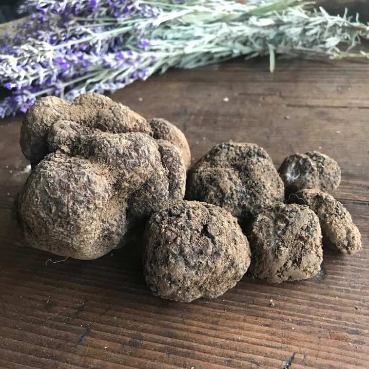 Nos truffes Noires Tuber Melanosporum - Drôme
